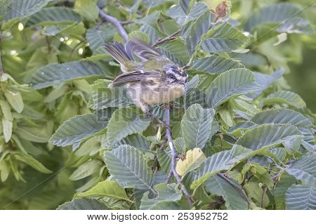 Regulus Ignicapilla, Common Firecrest On Tree