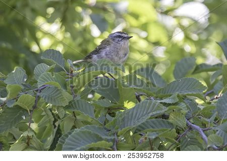 Regulus Ignicapilla, Common Firecrest On Tree