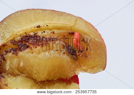 Larvae Of A Plum Fruit Moth (grapholita Funebrana) In A Plum Fruit