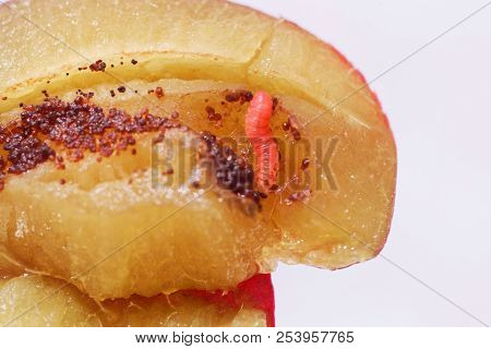 Larvae Of A Plum Fruit Moth (grapholita Funebrana) In A Plum Fruit