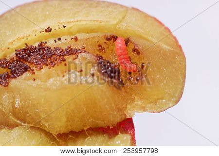 Larvae Of A Plum Fruit Moth (grapholita Funebrana) In A Plum Fruit