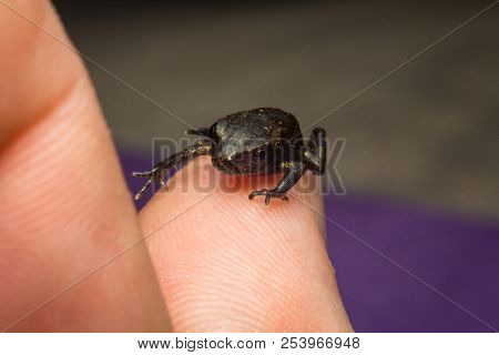 Miniature Tiny Exotic Night Frog Closeup Macro