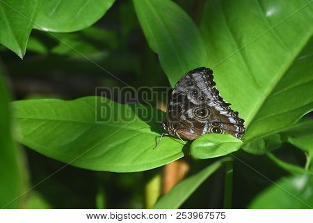 Garden With An Owl Butterfly With His Wings Closed.