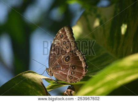 Plant With An Owl Butterfly With Wings Closed.