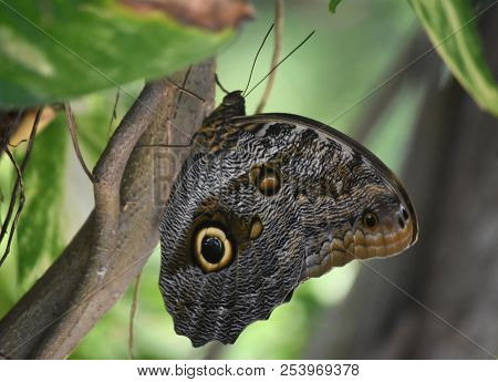 Tree Trunk With An Owl Butterfly With Distinctive Markings.