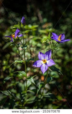 Purple Flowers Of Solanum Rantonnei Known As Blue Potato Bush (lycianthes Rantonnetii).