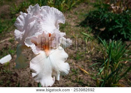 Iris Germanica Is The Accepted Name For A Species Of Flowering Plants In The Family Iridaceae Common