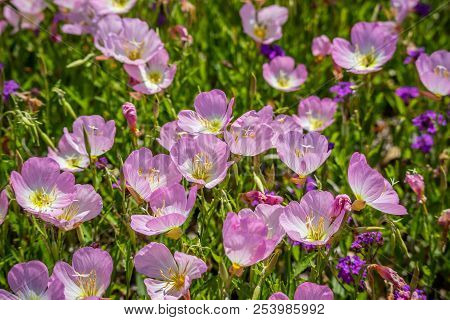 Field With Colorful Violet Wildflowers In Hagerman Wildlife Refuge, Texas