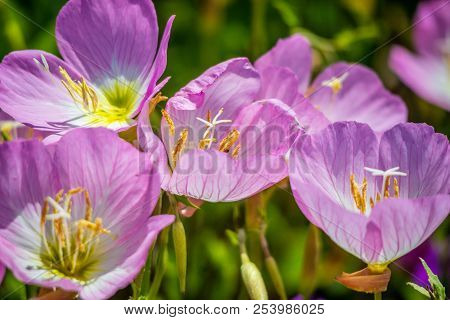 Field With Colorful Violet Wildflowers In Hagerman Wildlife Refuge, Texas