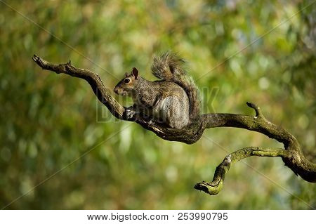 Grey Squirrel Clinging To A Twisted And Gnarled Tree Branch On A Nottingham Park