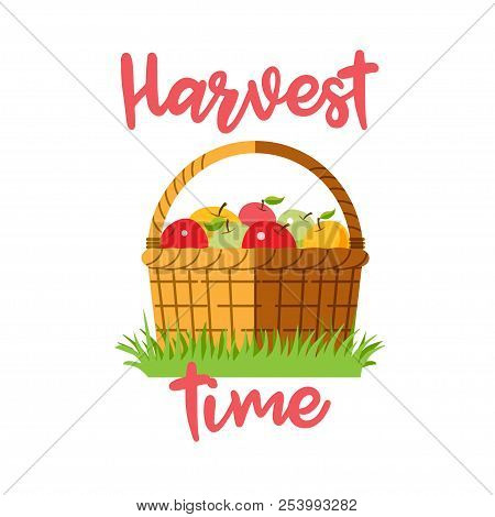 A Harvest Of Apples In A Basket Vector Illustration