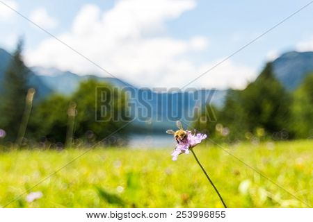 The Bee On Flower Near Bohinj Lake. Fresh Green Meadow, Slovenia Alps In Background.