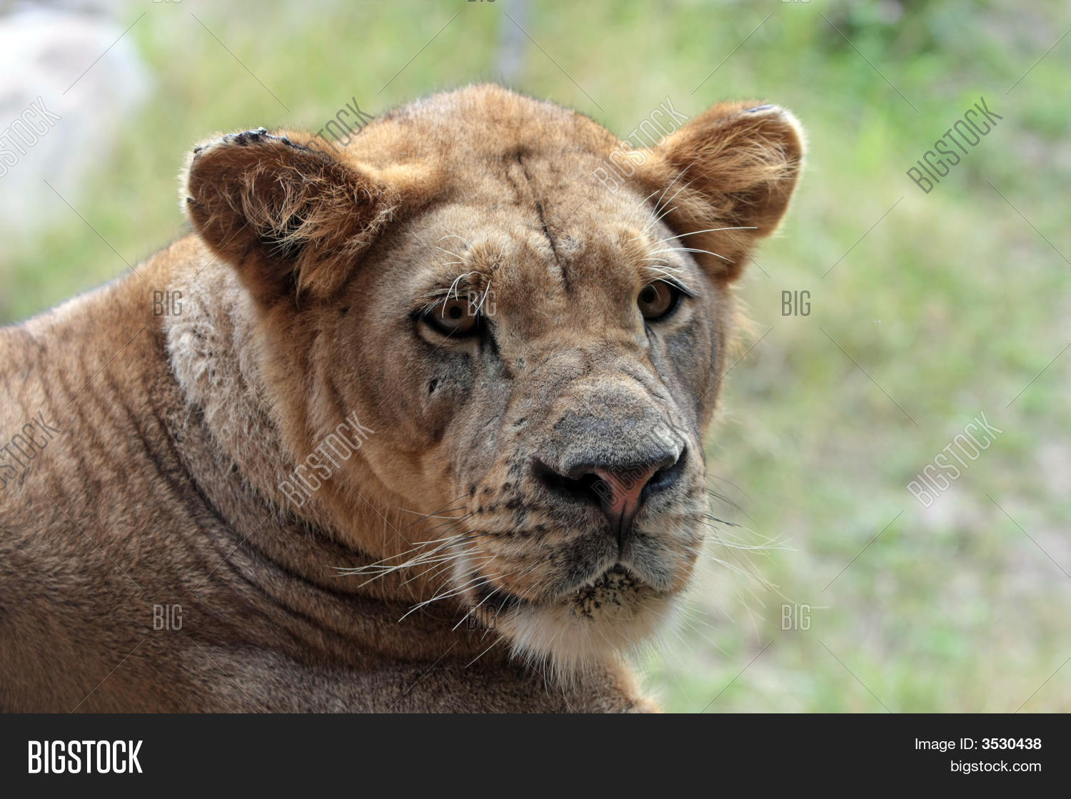 Image Preview
