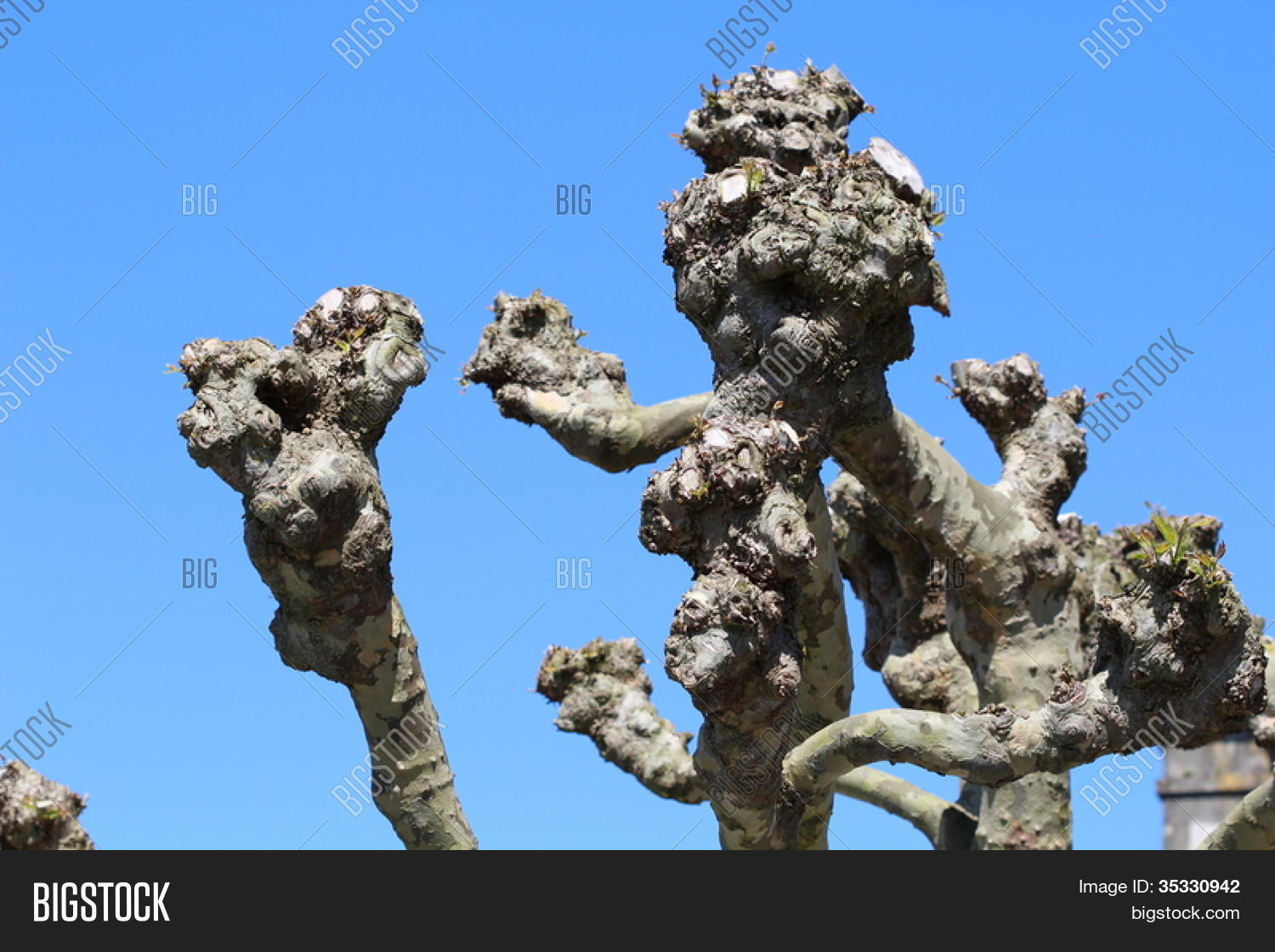 Knobby Trees Image & Photo (Free Trial) Bigstock