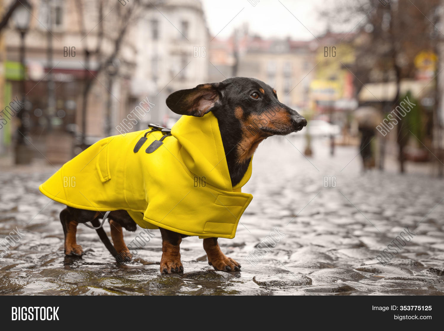 mini dachshund raincoat