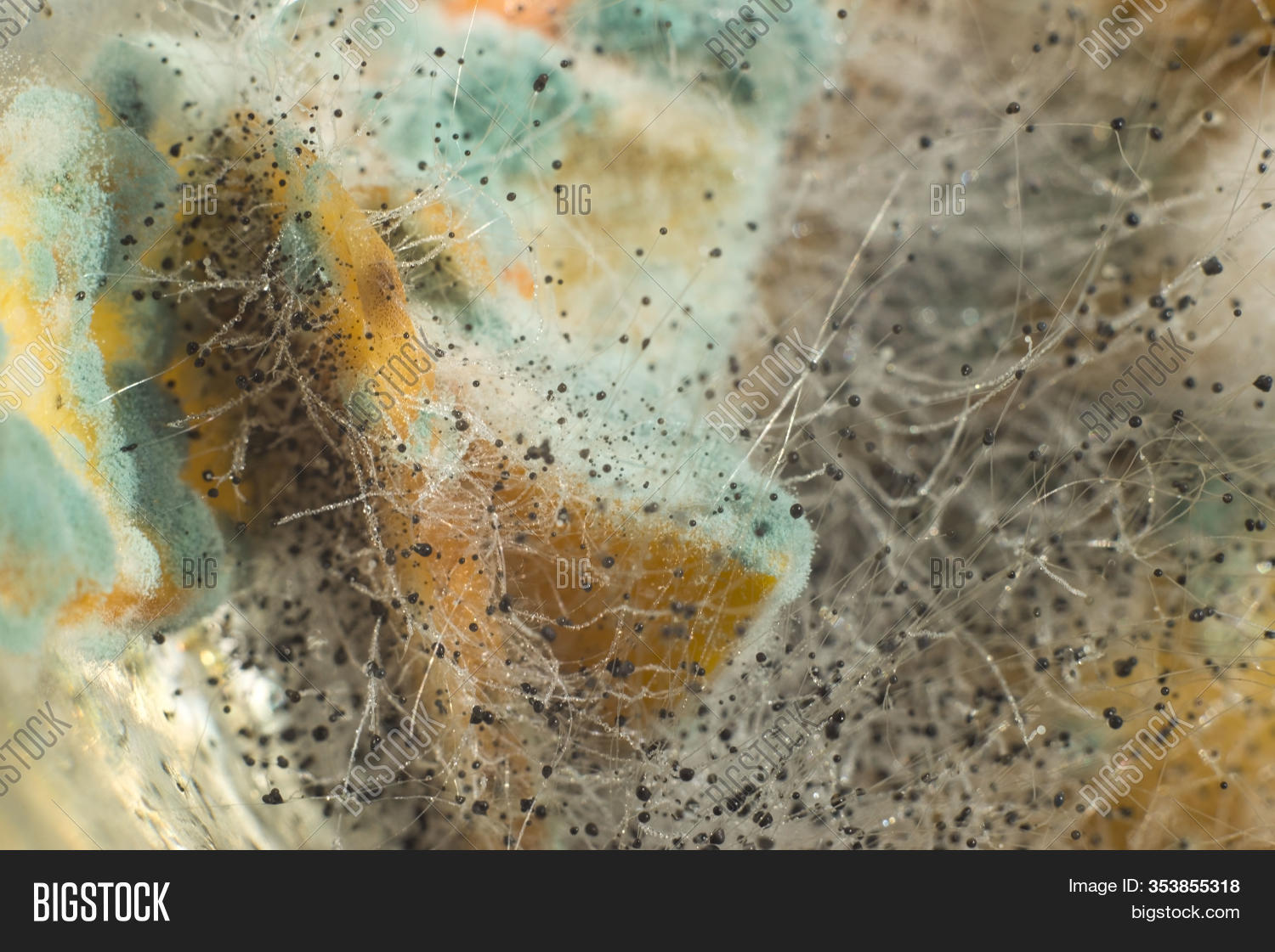 Macro Photography Image Photo Free Trial Bigstock Penicillin, the most famous antibiotic of all time, has saved millions of lives. macro photography image photo free