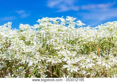White Christmas Bush (euphorbia Leucocephala) On Blue Sky Background