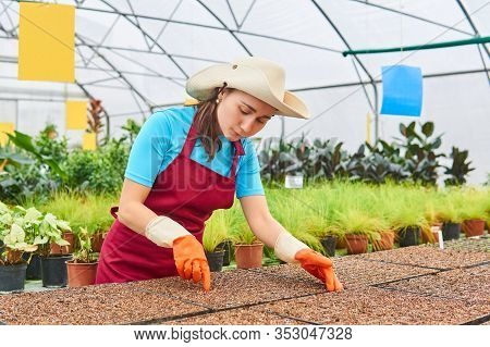 Young Woman Caring For Trays With Germinating Seeds In A Greenhouse