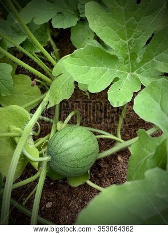 Watermelon, Small, Tiny, Green, Melon, Plant, Fruit