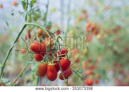 Fresh Tomatoes On The Tree, Vine Of A Tomato Tree In The Garden