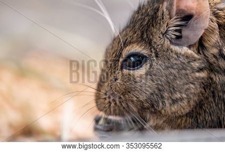 Cute profile of chilean squirrel degu