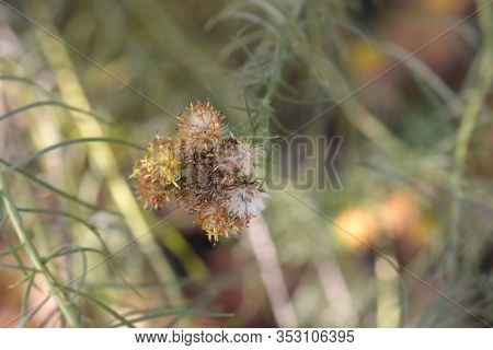 Goldilocks Aster Seed Head - Latin Name - Galatella Linosyris