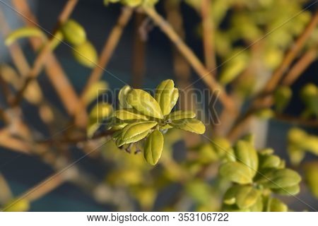 Box-leaved Holly - Latin Name - Ilex Crenata