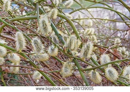Goat Willow Is Blooming, Spring Branches. Closeup Of A Group Of Male Catkins Of Goat Willow Or Great