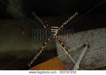An Unknown Species Of Spider