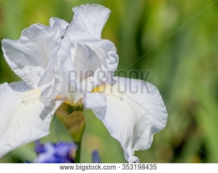 Multi-colored Irises