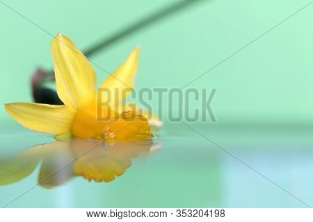 A Macro Portrait Of A Yellow Daffodil Floating In Water With A Green Background. The Flower Casts A 