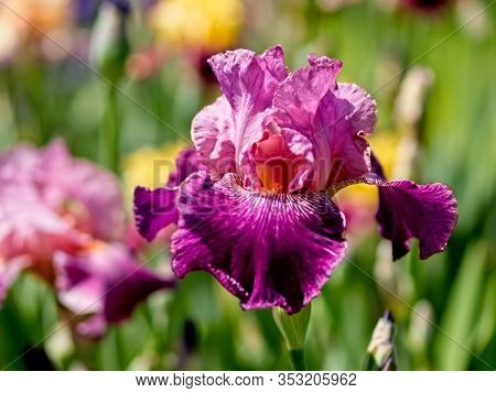 Multi-colored Irises
