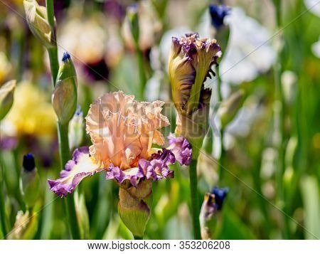 Multi-colored Irises