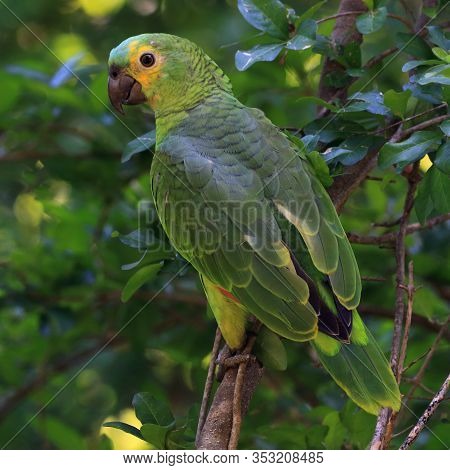 Parrot Perched In The Wild In Freedom