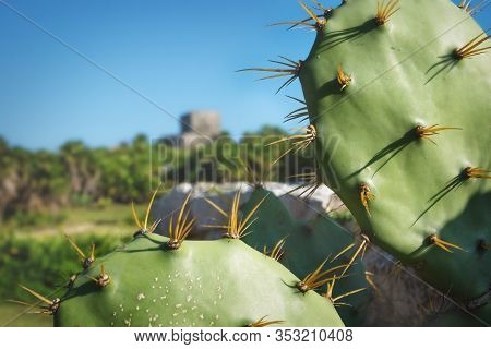 Detail Of Cactus With Thorns With Blurred Maya Ruins With Blue Sky, Tulum, Mexico