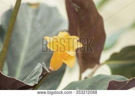 Tropical Orange Flowers Of The Calathea Crocata Plant.