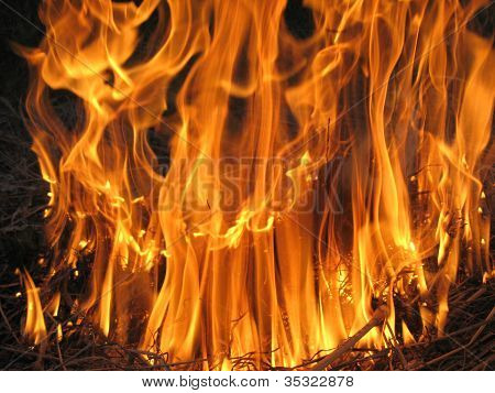 Flame inflaming i en skov