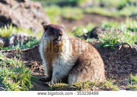 Black-capped marmot (Marmota camtschatica). This type of marmot is biologically similar to the Mongo