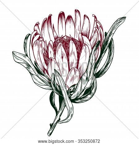 Exotic Protea Flower Vector Photo Free Trial Bigstock