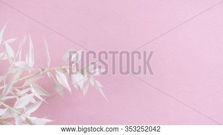 Fresh White Branch Blossoms On Pink Background.
