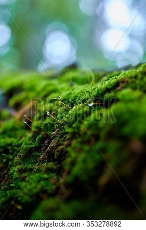 Wet Moss With Grass Sprouts And Insect