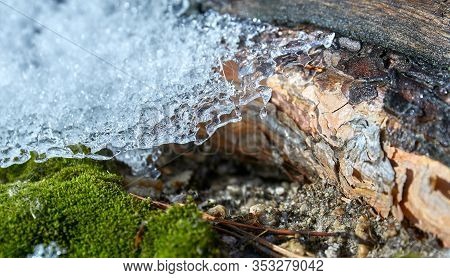 The Day-spring Sun Heats Moss, Snow, Tree And Earth
