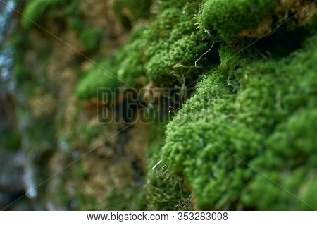 Green, Juicy Moss With Dew Drops And Blooming Part