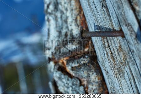 Old And Curved Nail Hammered Into A Tree
