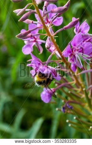 Bumblebee Collects Pollen From The `ivan Tea` Plant