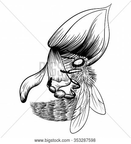 Bee On A Flower On White Background. Vector Monochrome Illustration