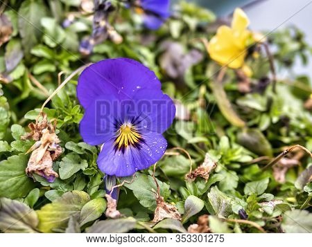 Very Nice Petunia Flowers In Desenzano Del Garda , Italy