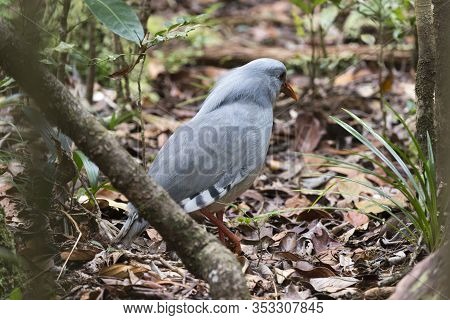A Cagou Bird Photo In New Caledonia