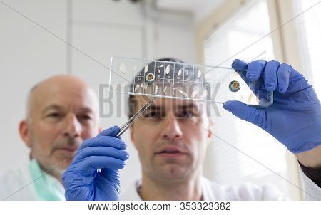 Two Biologist Looking At Samples Of Pork Meat On Slide Glass For Trichinella Disease