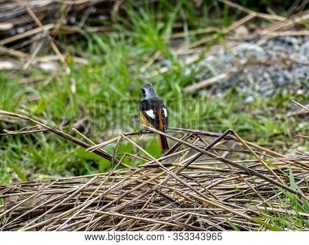 A Daurian Redstart, Phoenicurus Auroreus, Perches Among The Long Grass Beside The Tama River In Toky